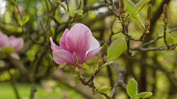 rosa magnolia knoppar, oöppnad blommor. blommande träd i tidigt vår foto