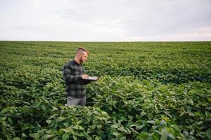 agronom inspekterande soja böna gröda växande i de bruka fält. lantbruk produktion begrepp. jordbruksnäringen begrepp. jordbruks ingenjör stående i en soja fält foto