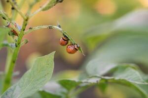 colorado skalbagge äter potatis löv, närbild. begrepp av invasion av skalbaggar. fattig skörda av potatisar. foto