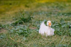 liten goslings gående i de gräs mellan daisy blommor. foto