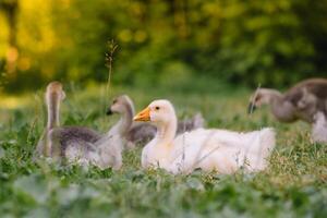 liten goslings gående i de gräs mellan daisy blommor. foto