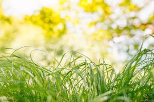 vår eller sommar och abstrakt natur bakgrund med gräs fält. bakgrund med grön gräs fält och bokeh ljus. sommar bakgrund. foto