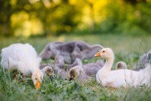 liten goslings gående i de gräs mellan daisy blommor. foto