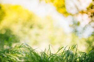 vår eller sommar och abstrakt natur bakgrund med gräs fält. bakgrund med grön gräs fält och bokeh ljus. sommar bakgrund. foto