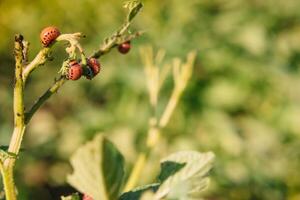 colorado skalbagge äter potatis löv, närbild. begrepp av invasion av skalbaggar. fattig skörda av potatisar. foto