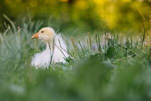 liten goslings gående i de gräs mellan daisy blommor. foto