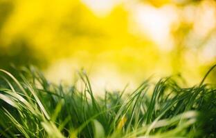 vår eller sommar och abstrakt natur bakgrund med gräs fält. bakgrund med grön gräs fält och bokeh ljus. sommar bakgrund. foto