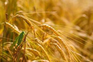 grön gräshoppor slukar en stor korn. insekt skadedjur. skadedjur begrepp i lantbruk. foto