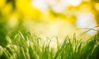 vår eller sommar och abstrakt natur bakgrund med gräs fält. bakgrund med grön gräs fält och bokeh ljus. sommar bakgrund. foto