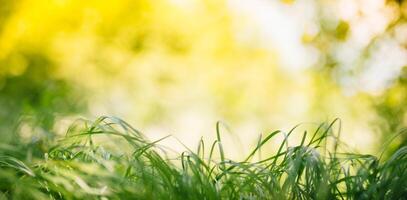 vår eller sommar och abstrakt natur bakgrund med gräs fält. bakgrund med grön gräs fält och bokeh ljus. sommar bakgrund. foto