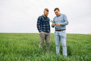 två jordbrukare stående i en vete fält med grön vete i händer., de är granskning corp. ung stilig agronom. jordbruksnäringen begrepp. jordbruks ingenjör stående i en vete fält. foto