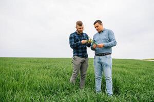 två jordbrukare stående i en vete fält med grön vete i händer., de är granskning corp. ung stilig agronom. jordbruksnäringen begrepp. jordbruks ingenjör stående i en vete fält. foto