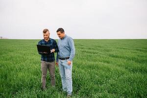 två jordbrukare stående i en vete fält och ser på bärbar dator, de är granskning corp. ung stilig agronom. jordbruksnäringen begrepp. jordbruks ingenjör stående i en vete fält. foto