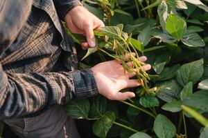 agronom inspekterande soja böna gröda växande i de bruka fält. lantbruk produktion begrepp. jordbruksnäringen begrepp. jordbruks ingenjör stående i en soja fält foto