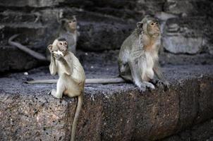 apa framför templet i lopburi foto