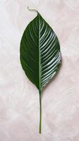 grön tropisk blad på texturerad bakgrund foto