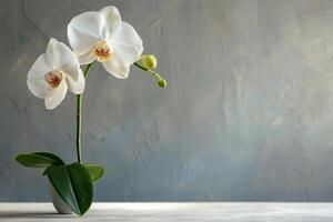 vit orkide elegans på texturerad bakgrund foto