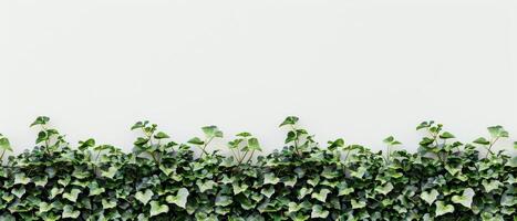 murgröna löv vit vägg gräns foto