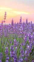 solnedgång lavendel- fält salighet foto