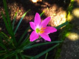 zephyranthes rosea, vanligen känd som de rosa regn lilja, är en arter av regn lilja inföding till peru och colombia. foto