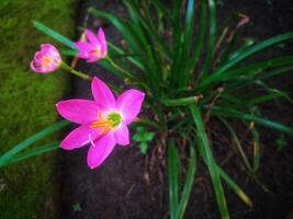 zephyranthes rosea, vanligen känd som de rosa regn lilja, är en arter av regn lilja inföding till peru och colombia. foto