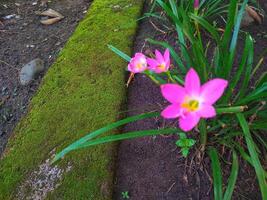 zephyranthes rosea, vanligen känd som de rosa regn lilja, är en arter av regn lilja inföding till peru och colombia. foto