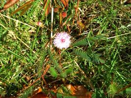 vi alltid kom ihåg mimosa pudica l som en växt den där är kapabel till stänga dess löv när rörd eller blåst. foto