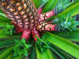 ananas plantage, närbild av ananas träd foto