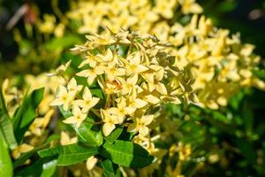 gul blommor blomma med grön löv på de trädgård foto