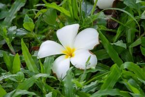 en vit blomma på de gräs foto