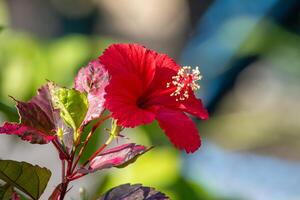 en blomma med röd kronblad blomning i de morgon- foto