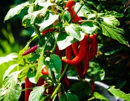färsk och kryddad röd varm chili peppar foto