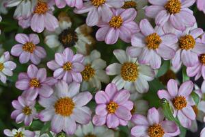 zinnias bakgrund och textur, blomma mönster foto