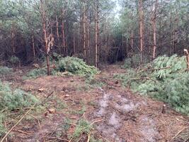 skogsbrukare skärande ner en ung tall skog foto