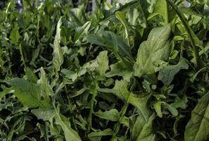 textur av raket, som är ett årlig örtartad växt av de brassicaceae familj. arugula är inföding till de medelhavs handfat och central-västra Asien foto