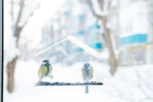 två bröst äta frön i en transparent matare, kopia Plats i vinter. omtänksam för fåglar i vinter- foto