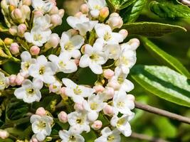 blomma knoppar och blommor av seg Viburnum, viburnum rhytidophyllum i vår foto