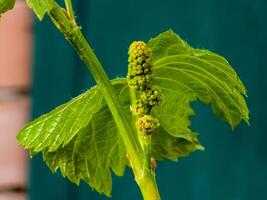 ung löv och blomma knoppar på en druva vin i vår. selektiv fokus foto