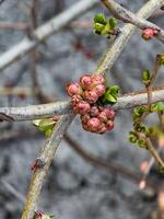 knoppar av blommor och löv av chaenomeles speciosa, en buske. känd som japansk kvitten eller kinesisk kvitten. foto