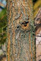 gyllene regn träd bark detalj - latin namn - koelreuteria paniculata foto