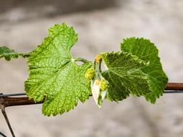 ung löv och blomma knoppar på en druva vin i vår. selektiv fokus foto