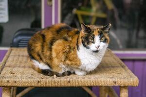 gata kort håriga katt av sköldpaddsskal Färg är vilar på en tabell utanför på en gata. istanbul, Kalkon. foto