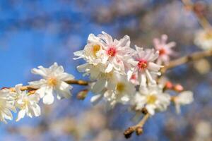 blomma vit blommor av mandel träd på de bakgrund av blomning trädgård och blå himmel i våren. foto