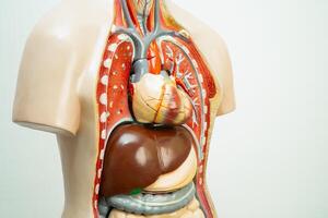 mänsklig modell anatomi för medicinsk Träning kurs, undervisning medicin utbildning. foto