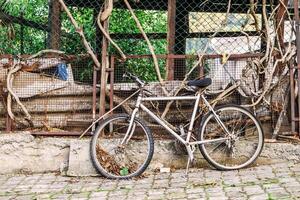 rostig grå cykel vänster till förfall nära en kedja länk staket täckt i tilltrasslad vinstockar. foto