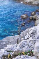 torr träd på de stenar på en bakgrund av kristall blå hav. kemer, antalya provins i Kalkon. foto