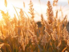 gyllene vete fält lyser i de solnedgång på de slutet av en sommar dag foto