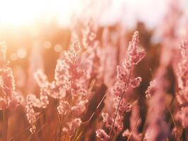 mjuk rosa rodna av fyllig gräs mot en lugn sommar solnedgång foto