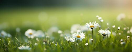 strålnings soluppgång baner över en äng med delikat vit blommor foto