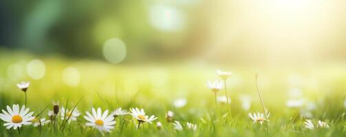 springtime baner av vit daisy blomstrande i frodig grön gräs med solljus foto